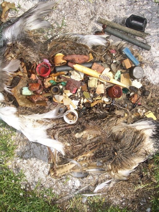 bird carcass barried in plastic-toothbrush