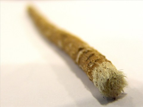 Miswak